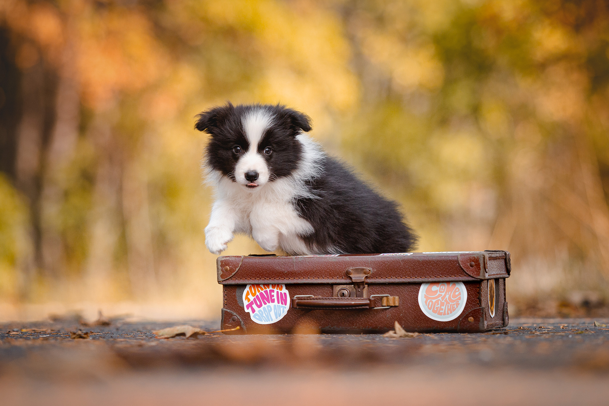 Border Collie Welpe mit Koffer