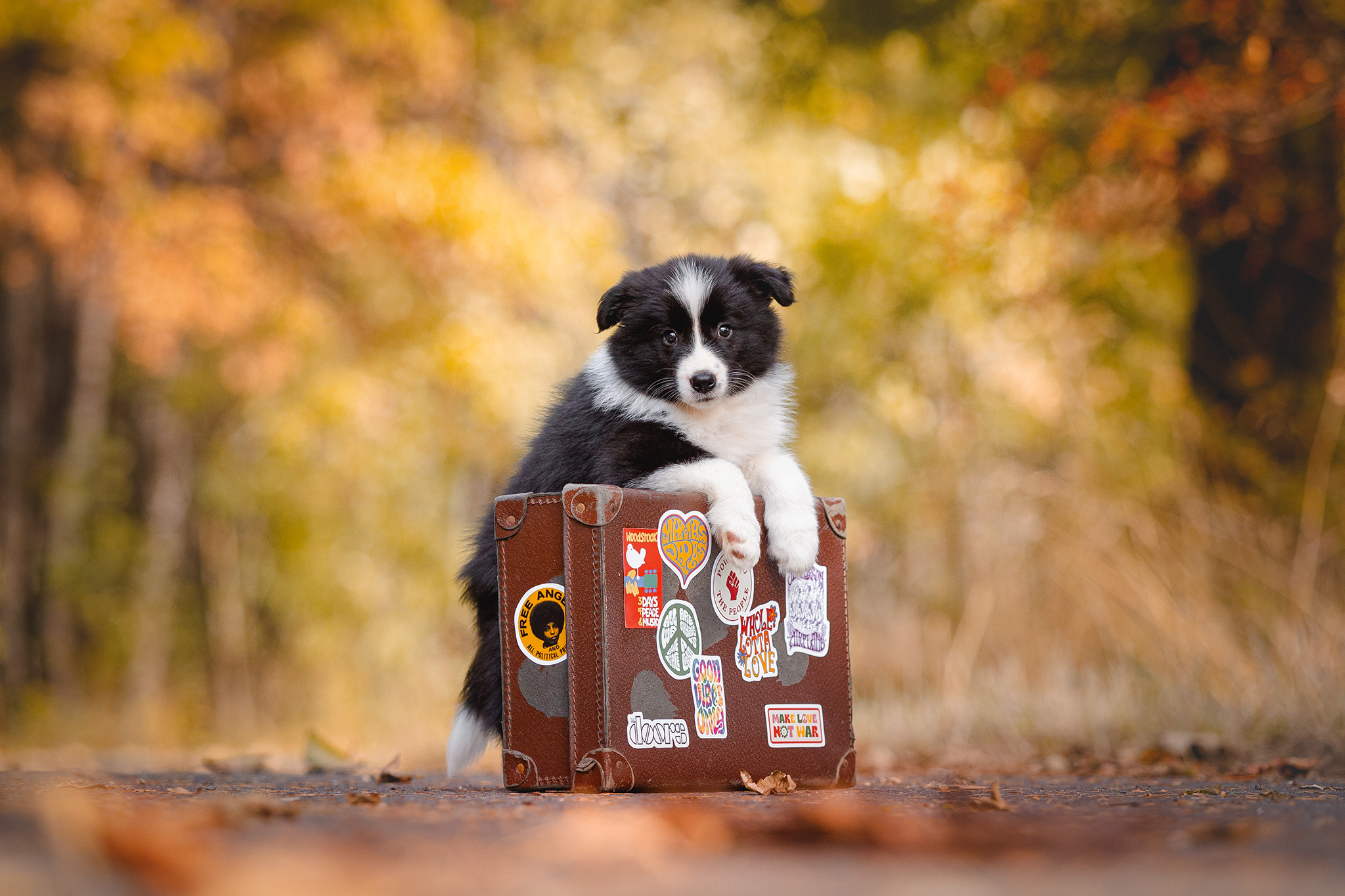 Border Collie Welpe mit Koffer