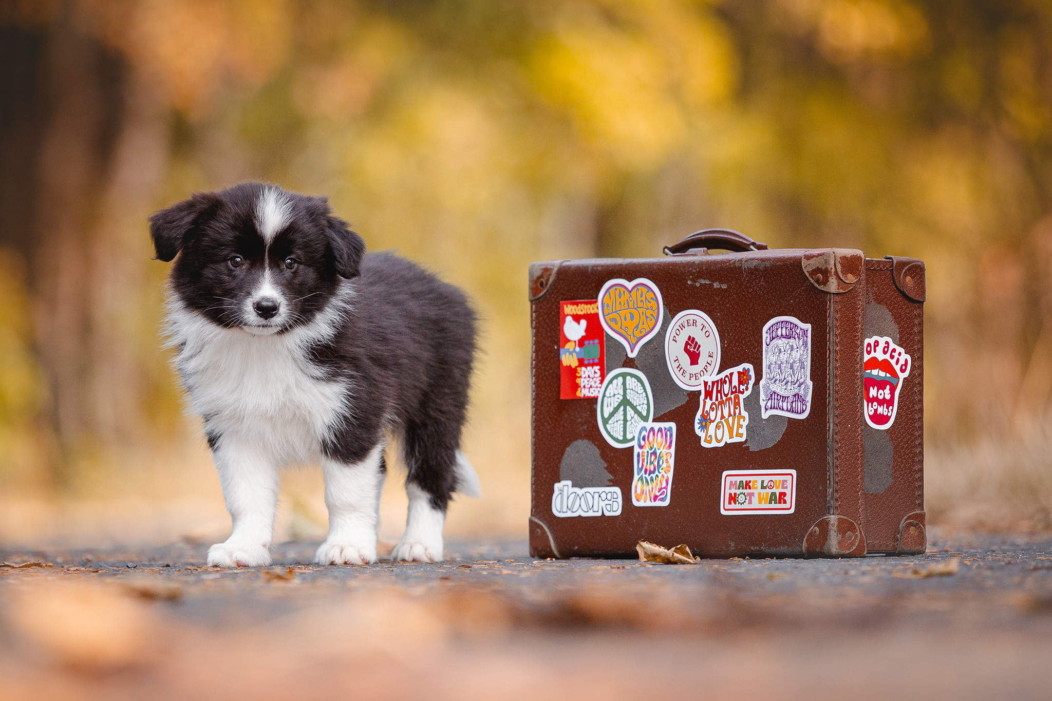 Border Collie Welpe mit Koffer