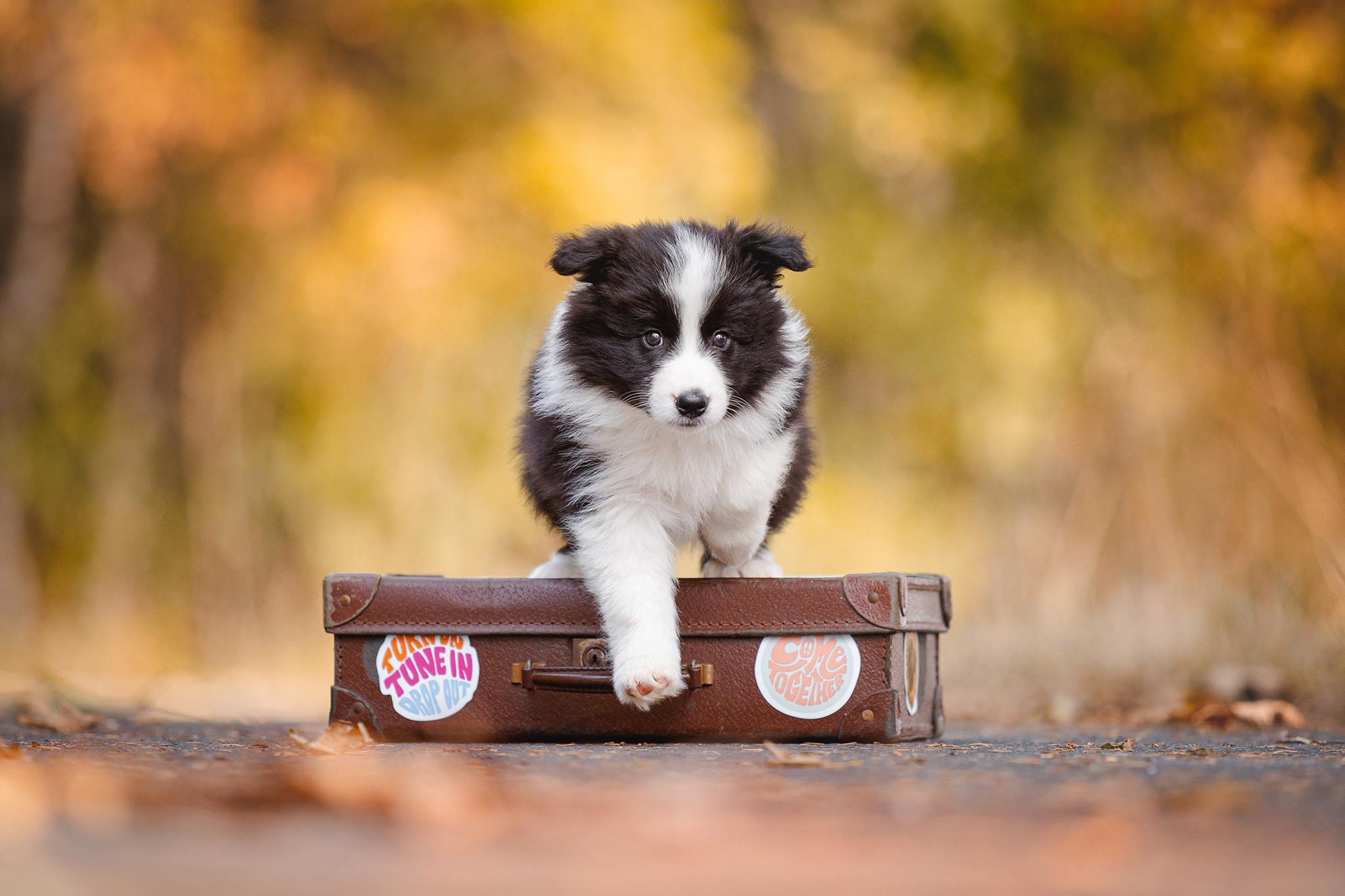 Border Collie Welpe mit Koffer