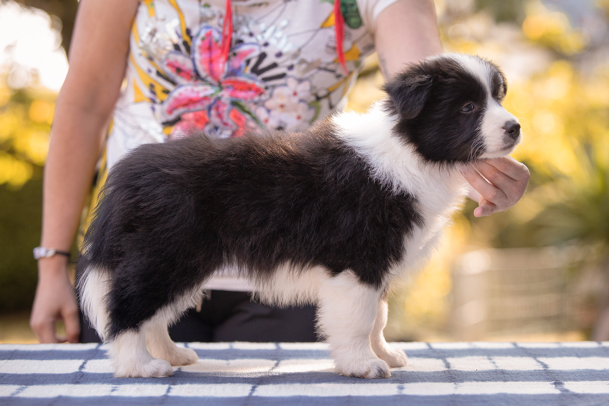 Border Collie Welpe