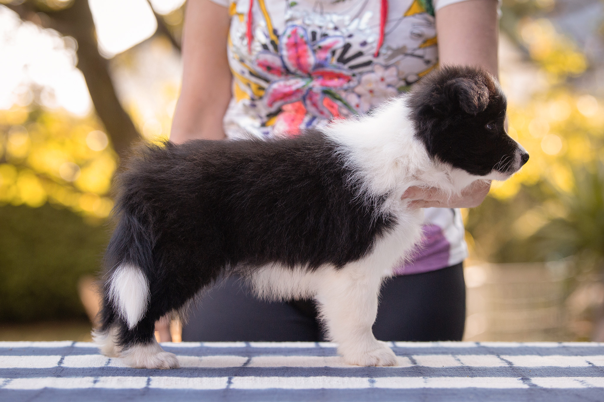 Border Collie Welpe