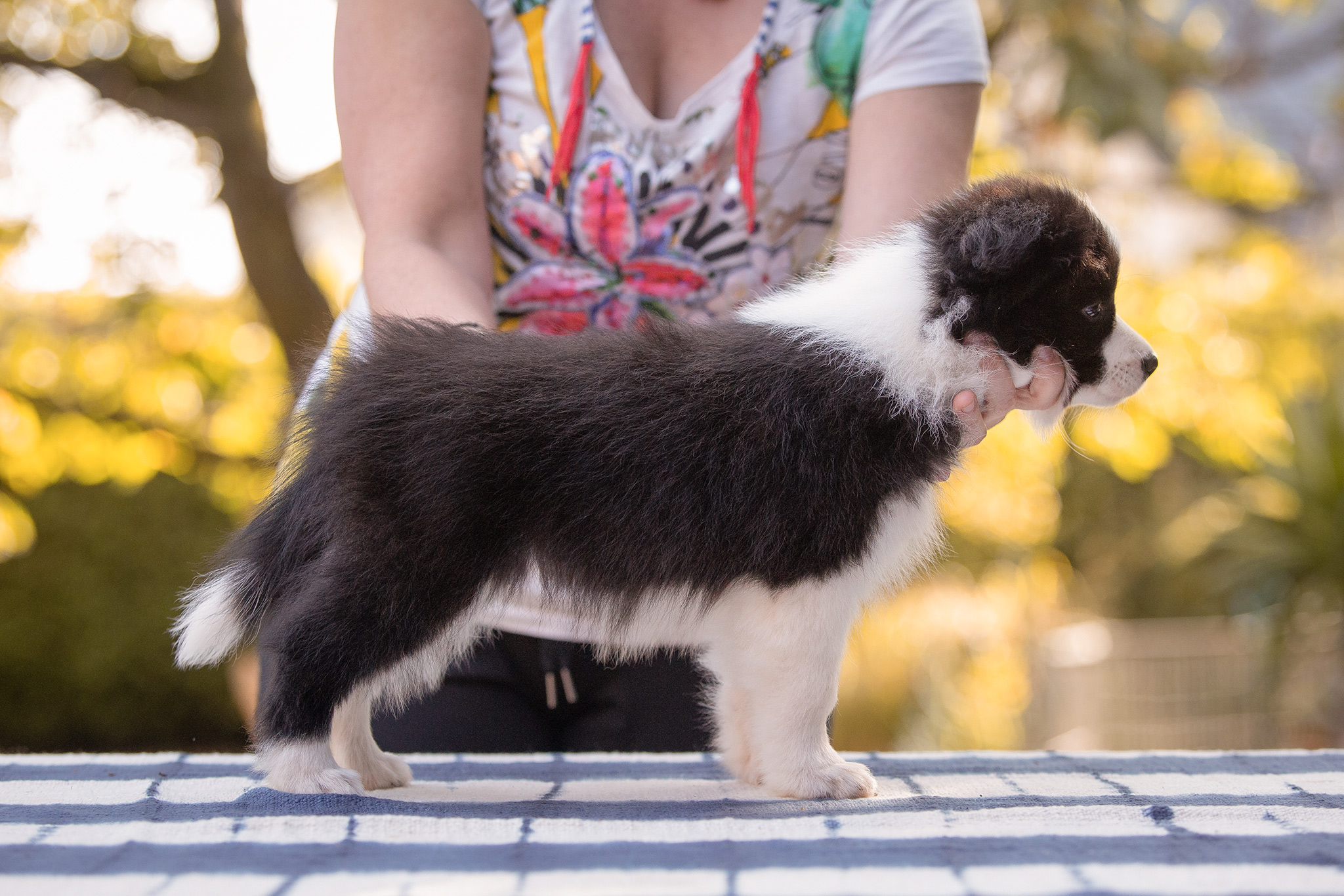 Border Collie Welpe