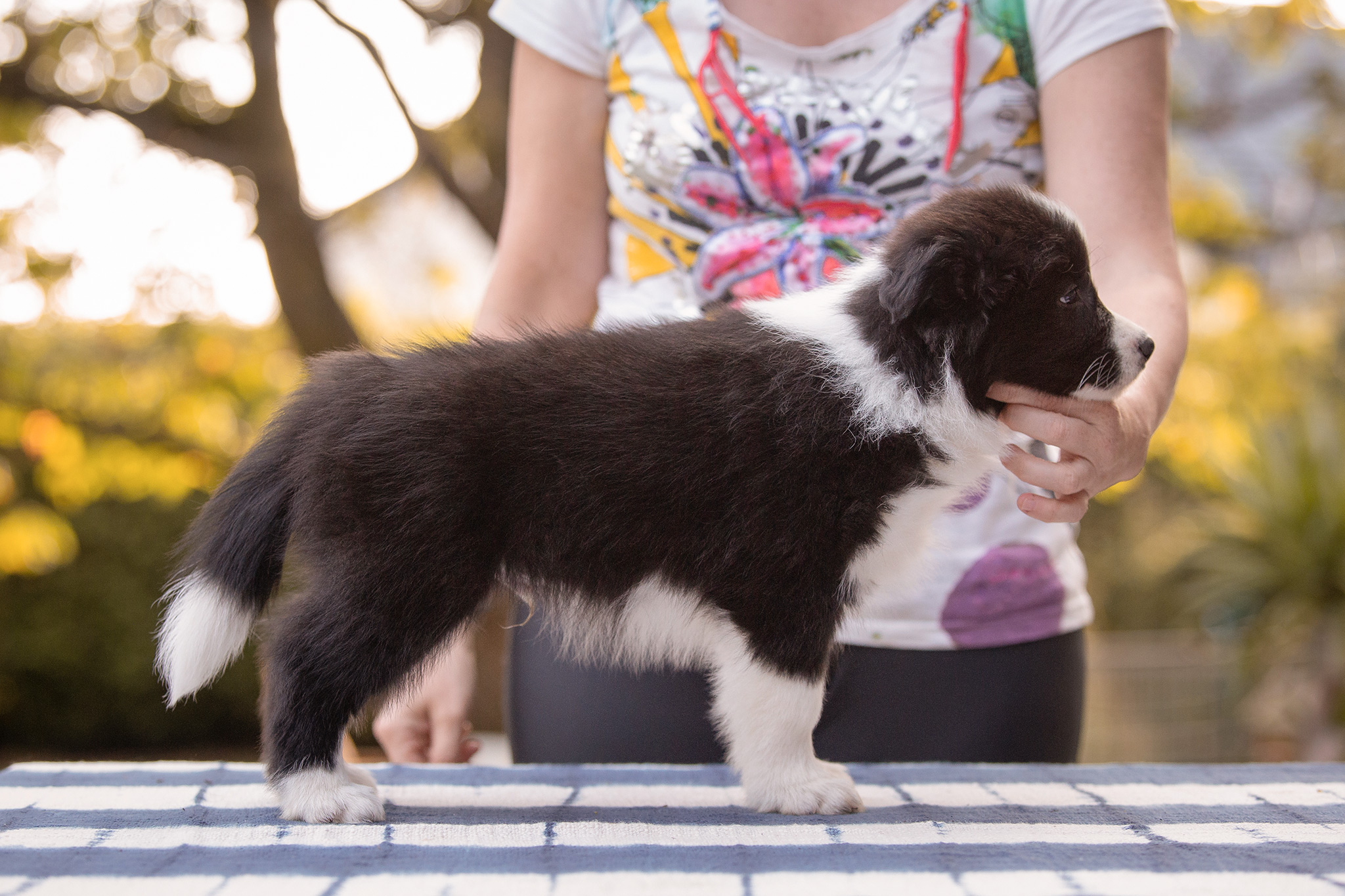 Border Collie Welpe