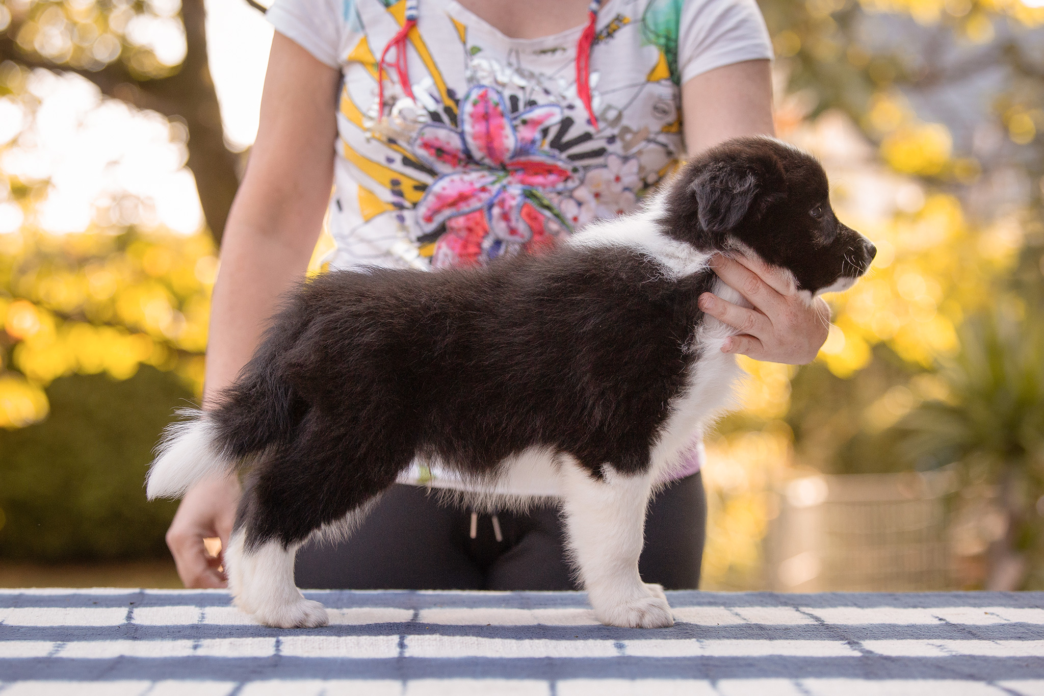 Border Collie Welpe