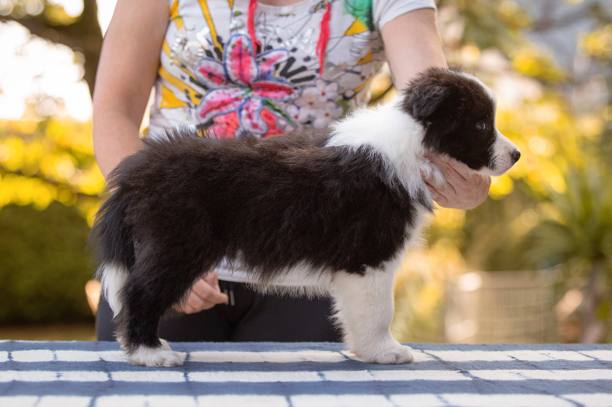 Border Collie Welpe