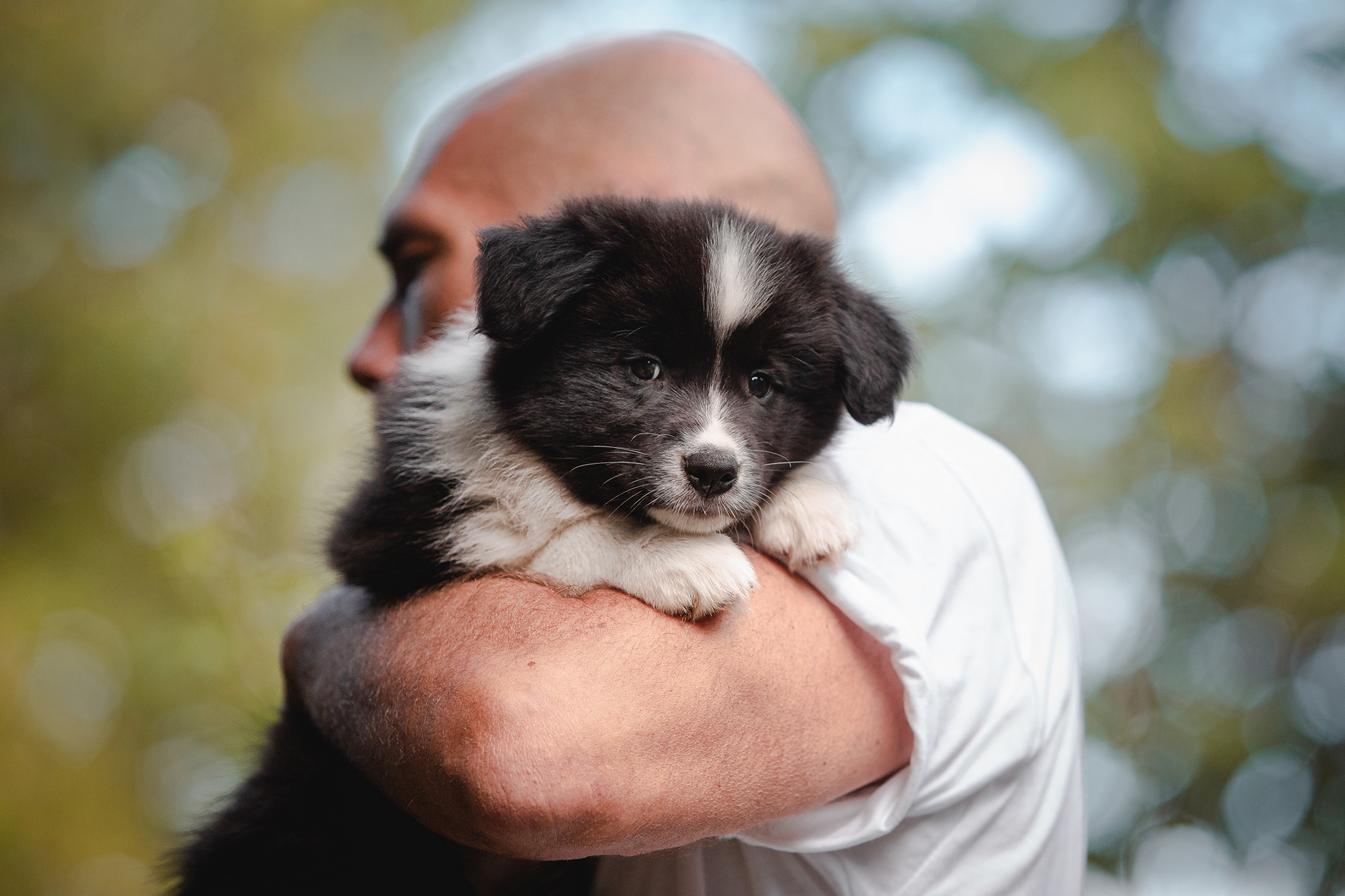 Border Collie Welpe