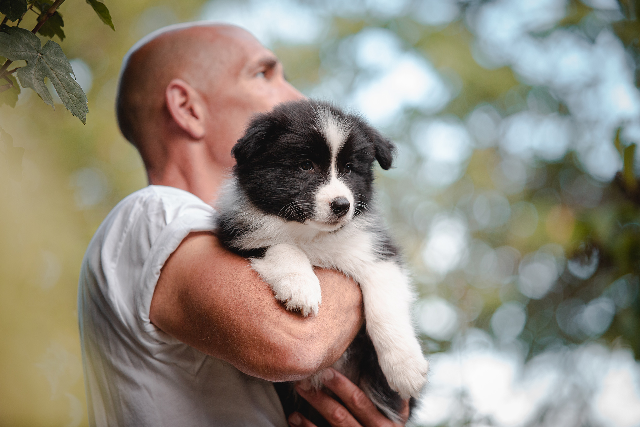 Border Collie Welpe