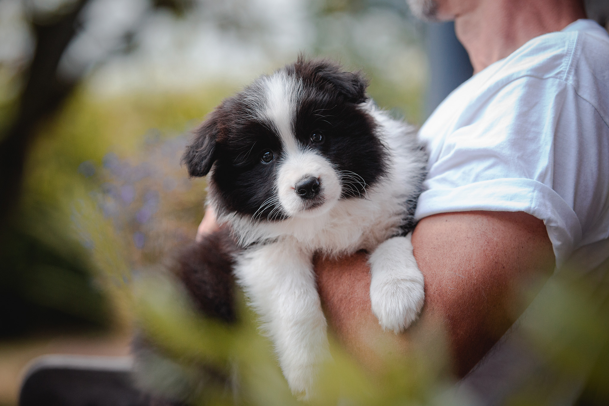 Border Collie Welpe