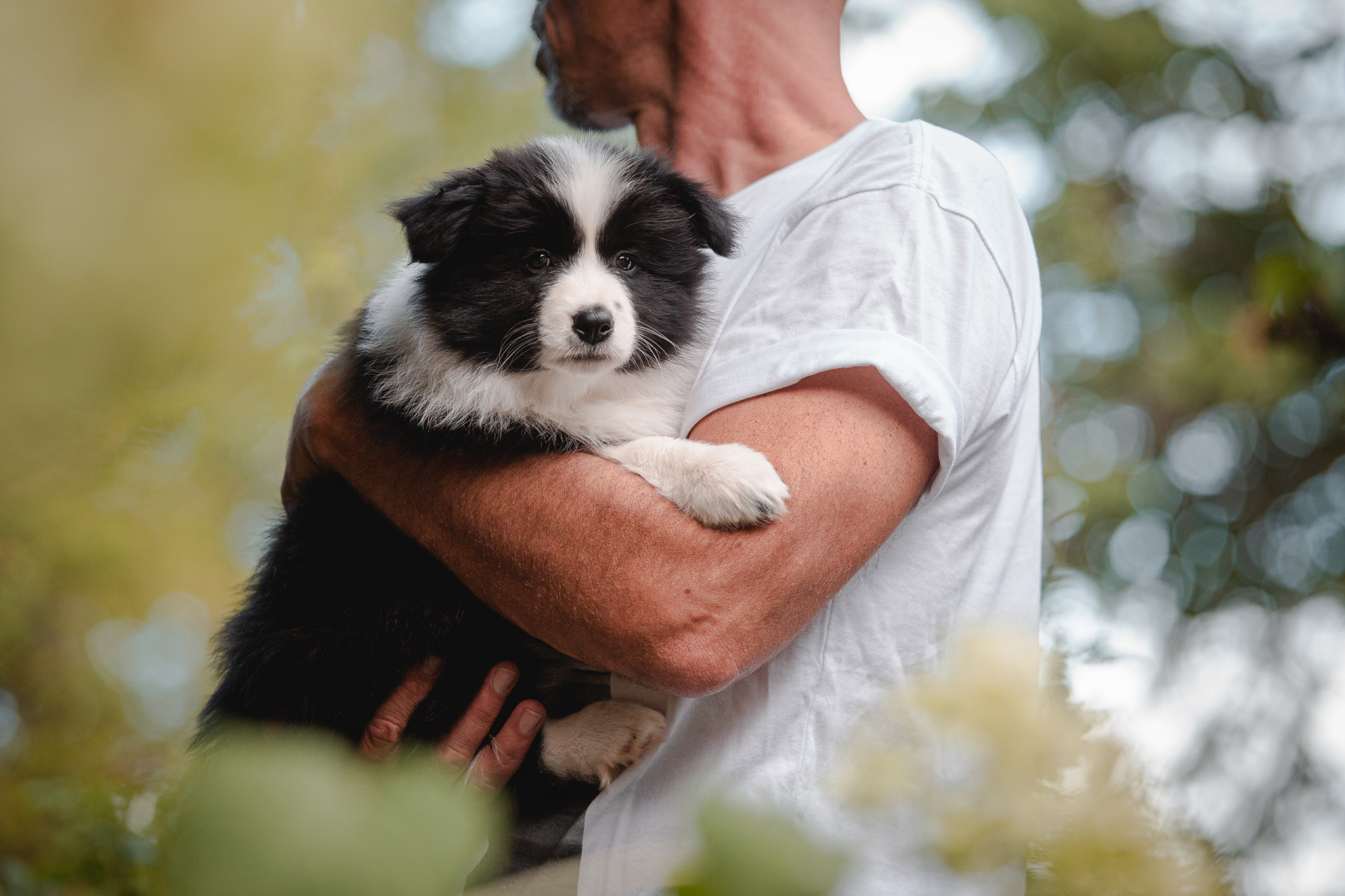 Border Collie Welpe