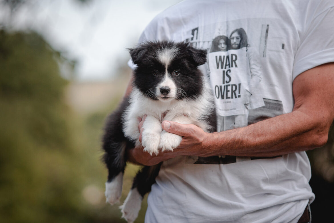 Border Collie Welpe