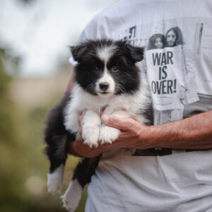 Border Collie Welpe