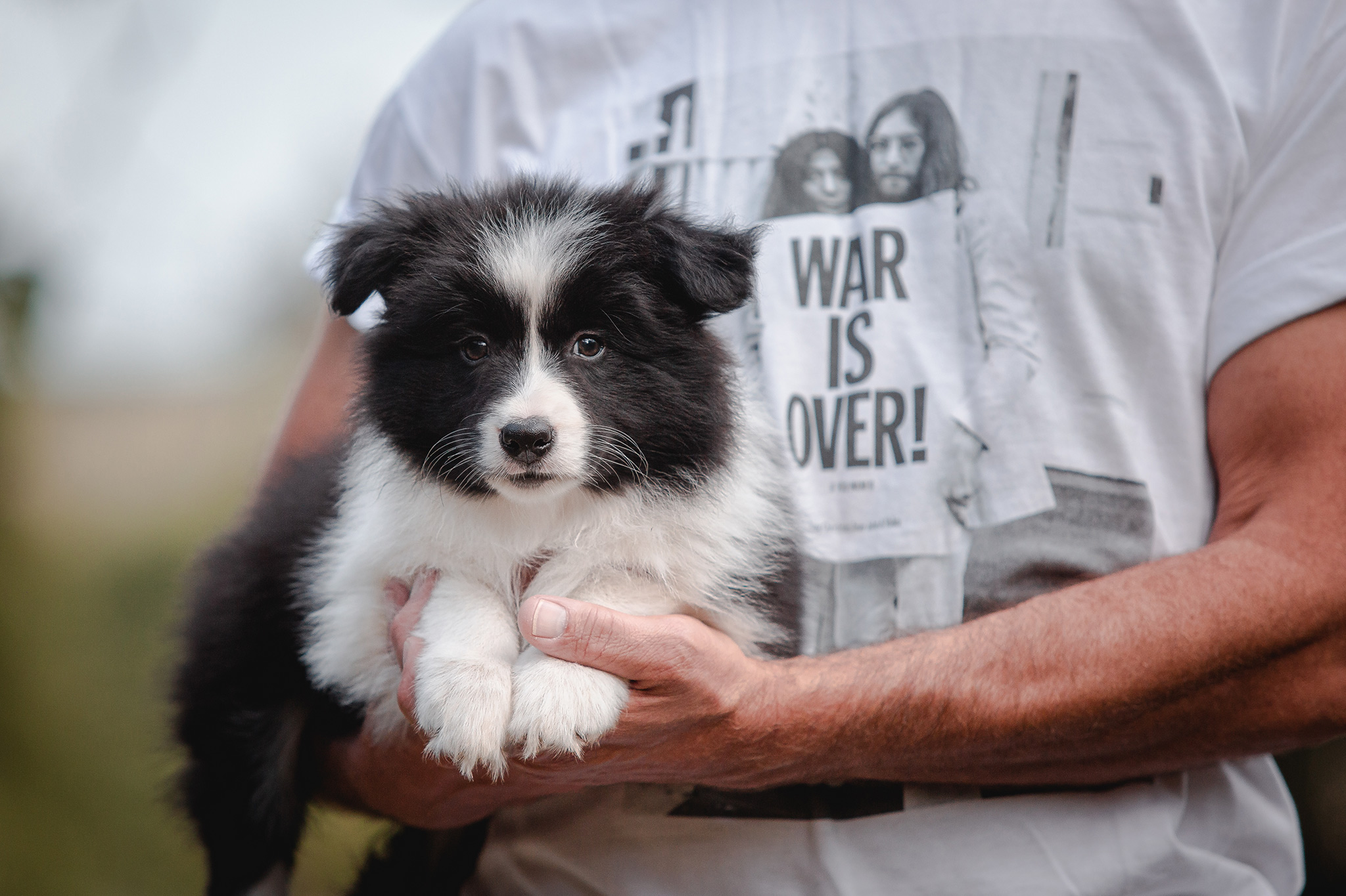 Border Collie Welpe