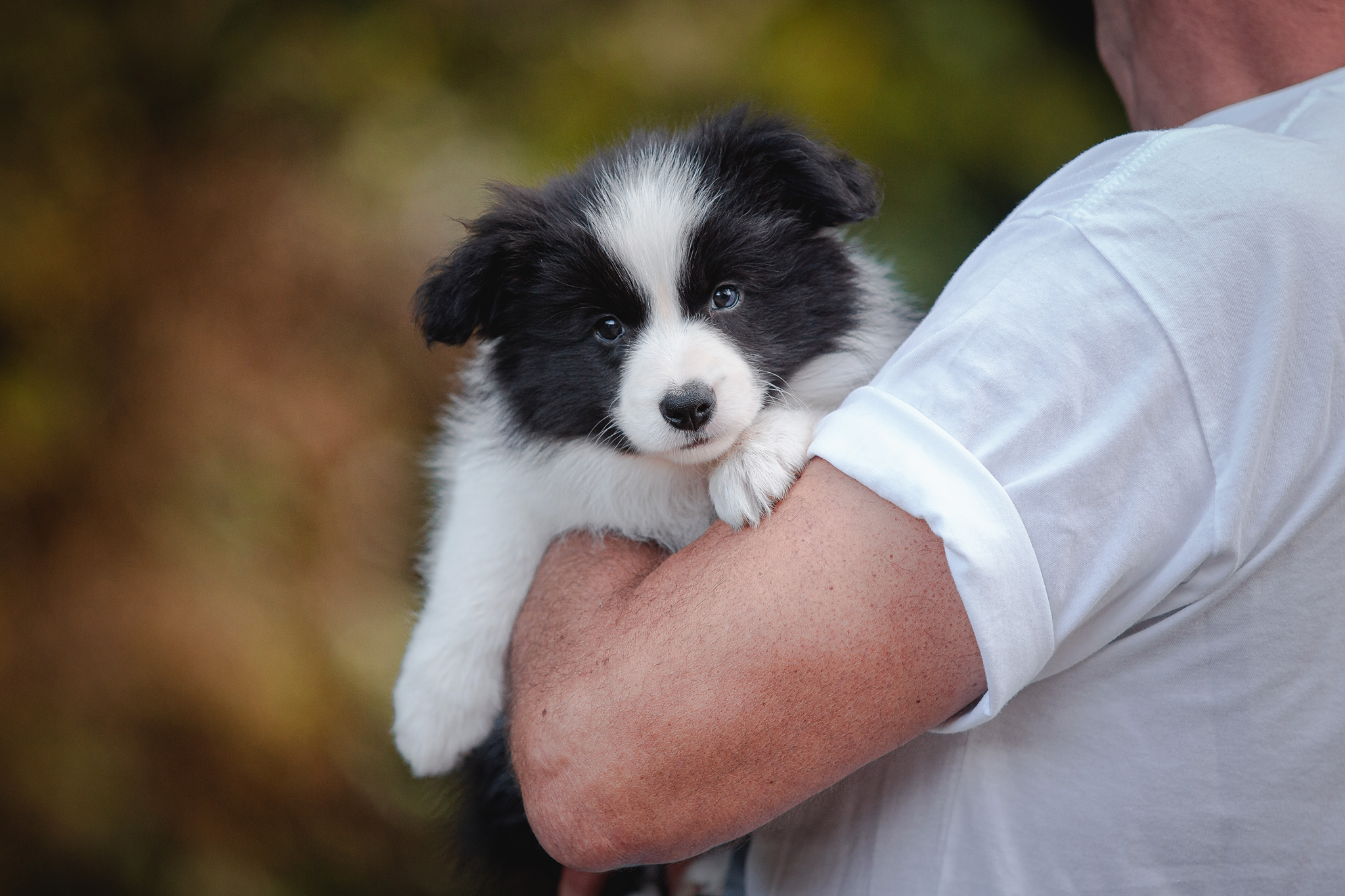 Border Collie Welpe