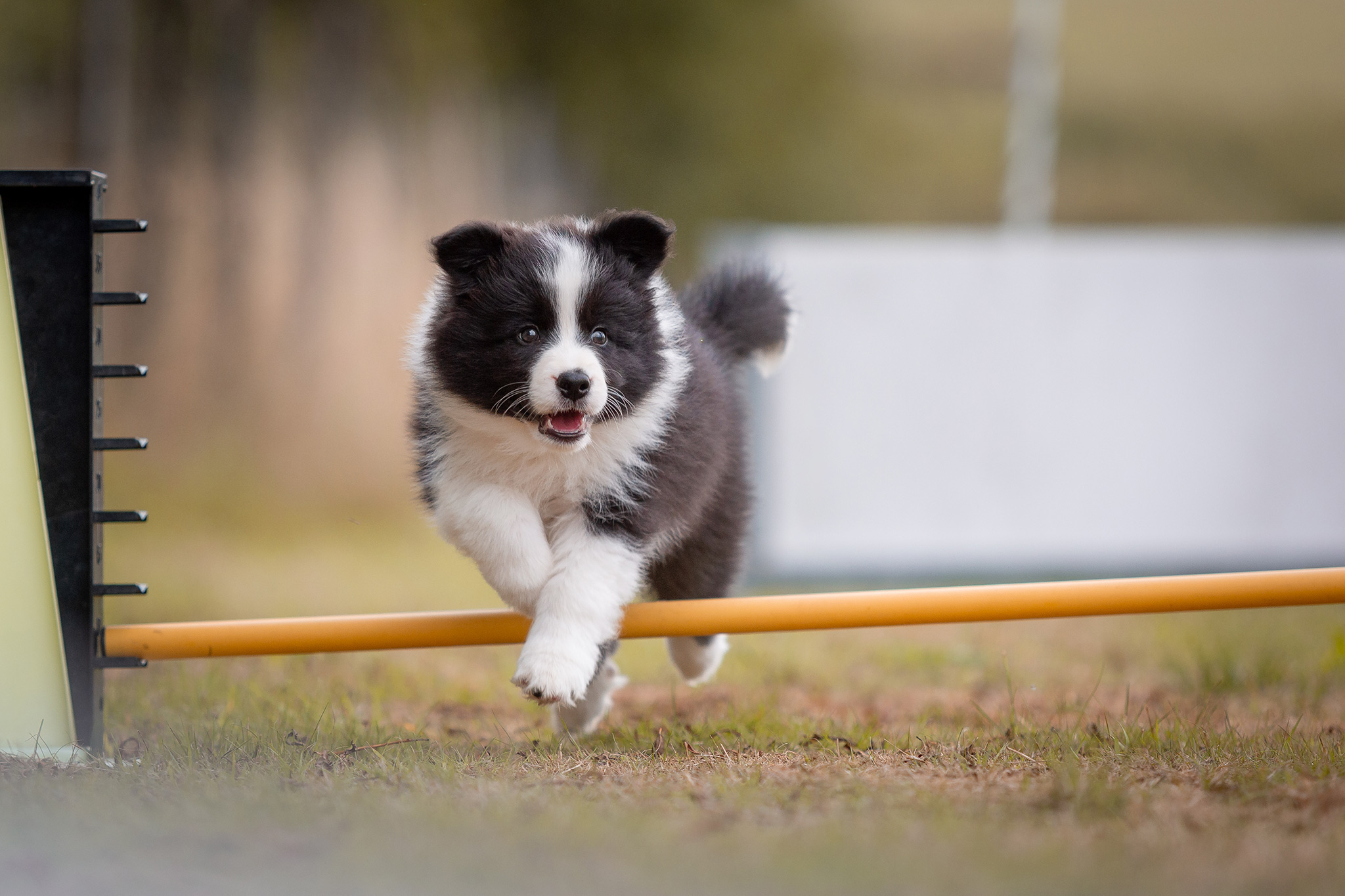 Border Collie Welpe