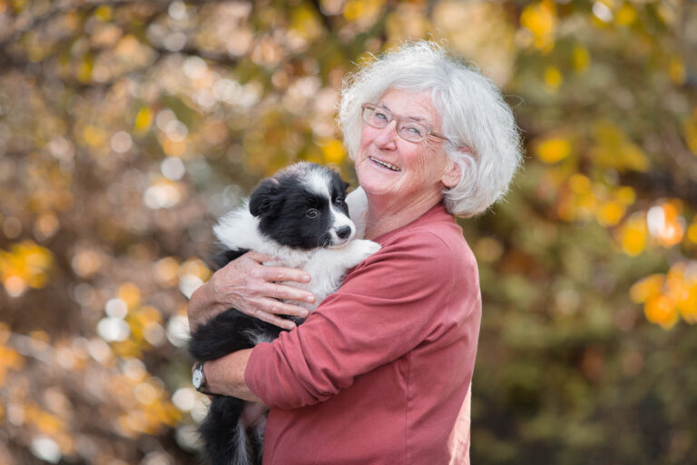 Border Collie Welpe