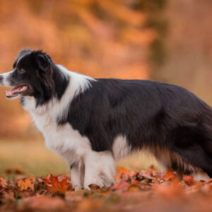 Border Collie Hündin im Herbstlaub