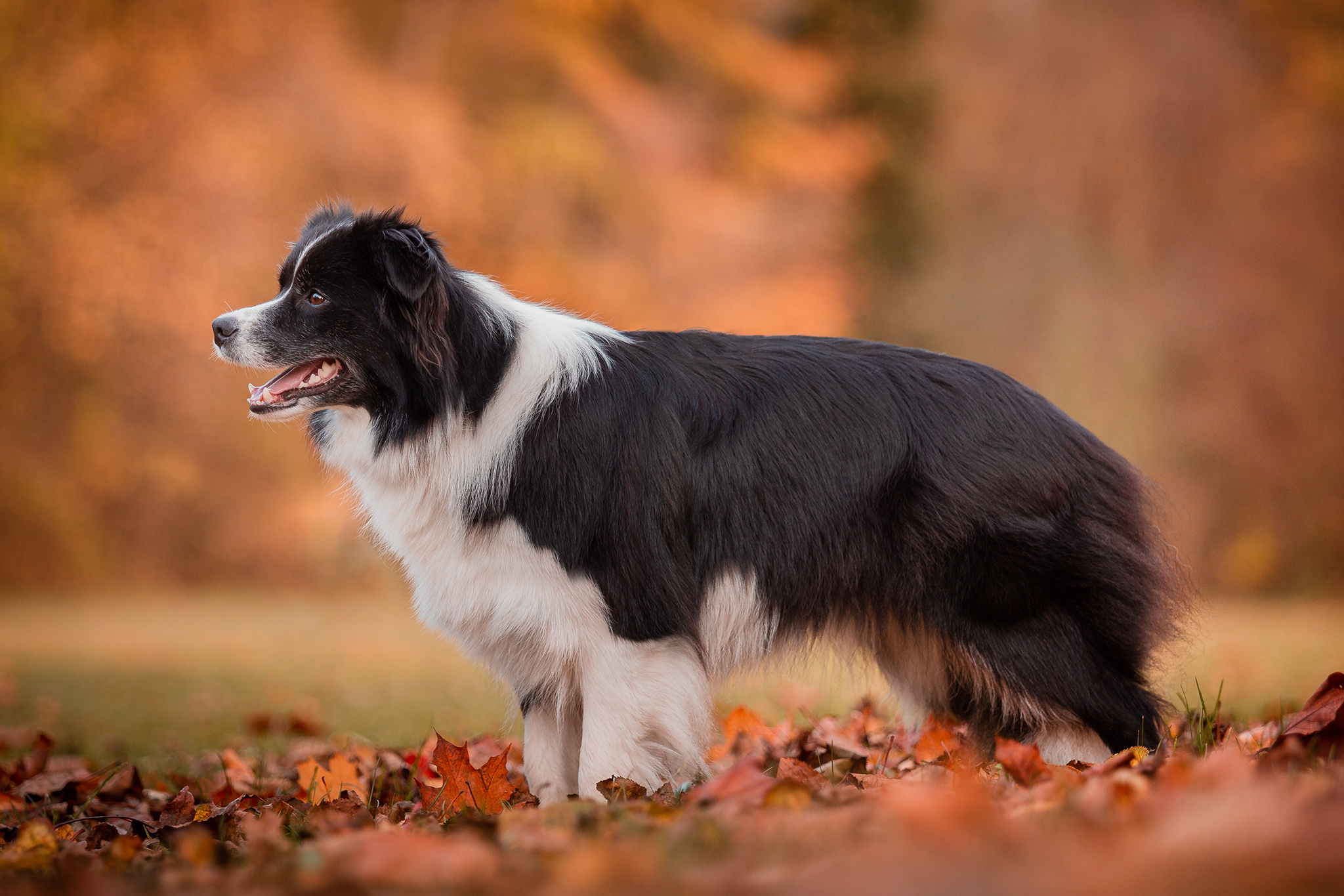 Border Collie Hündin im Herbstlaub