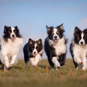 Vier Border Collies – von jung bis alt