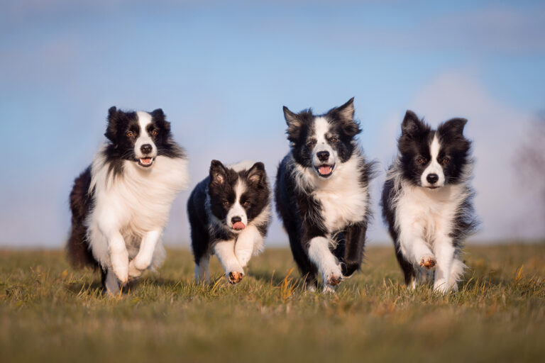 Vier Border Collies – von jung bis alt