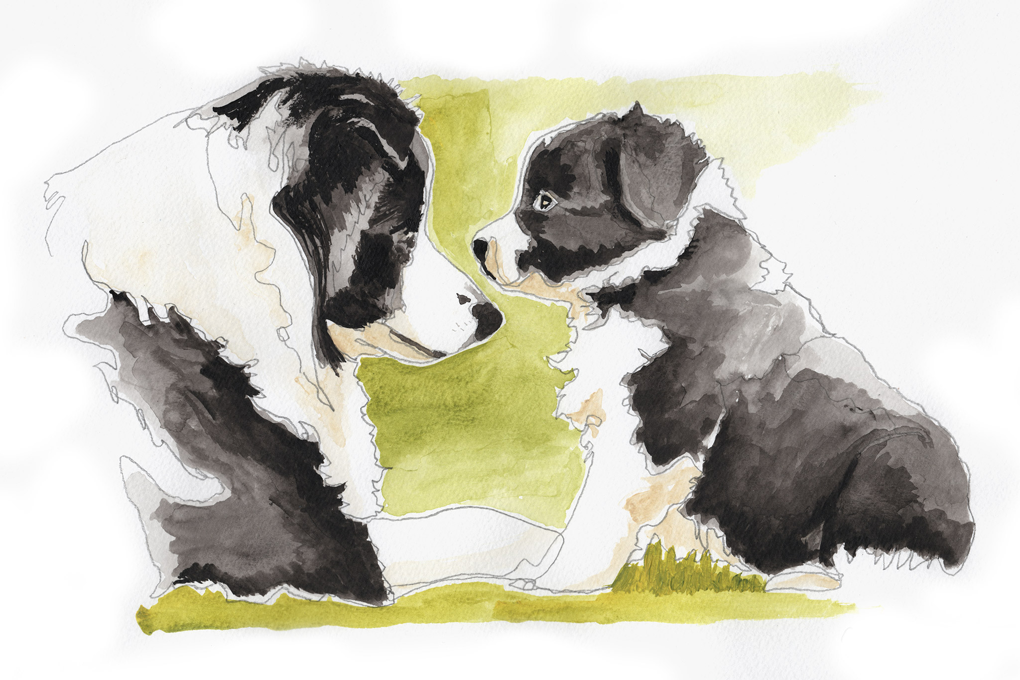 Aquarellzeichnung einer Border Collie Hündin mit einem ihrer Welpen