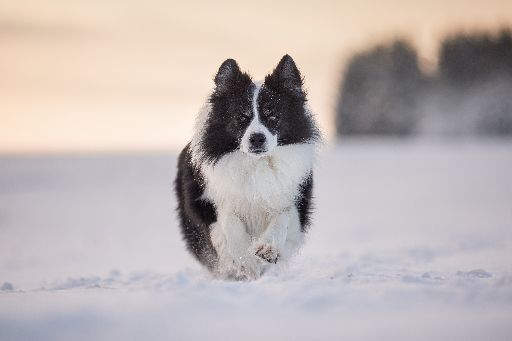 Border Collie Rüde im Schnee bei Sonnenaufgang.