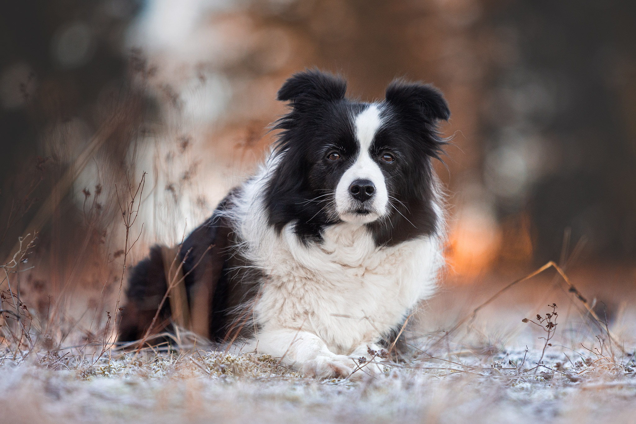 Border Collie Hündin im morgendlichen Frost.