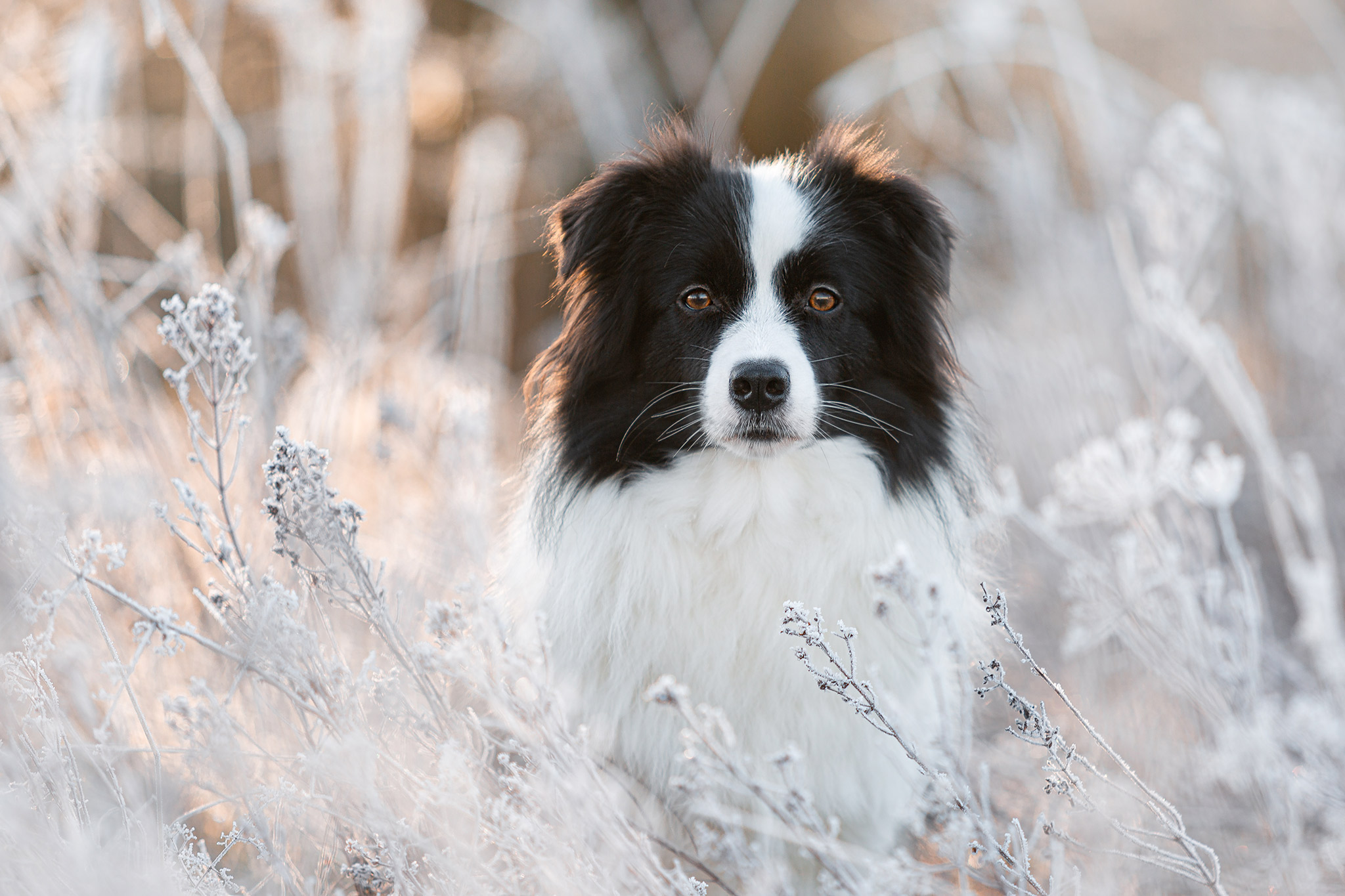 Sitzende Border Collie Hündin im morgendlichen Frost.