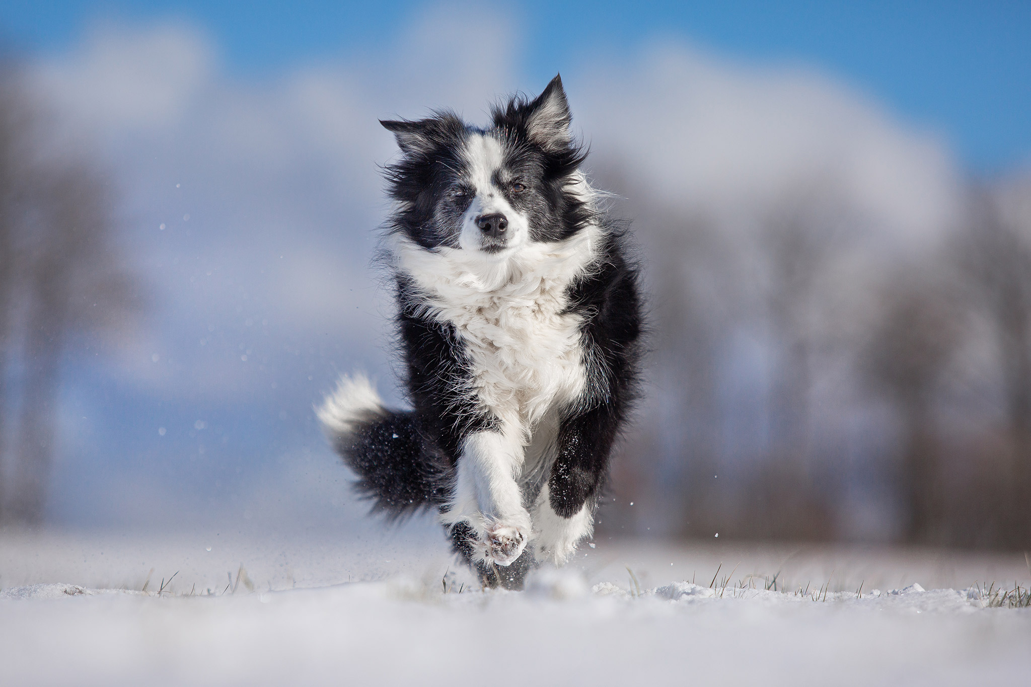 Ältere Border Collie Hündin läuft über ein verschneites Feld