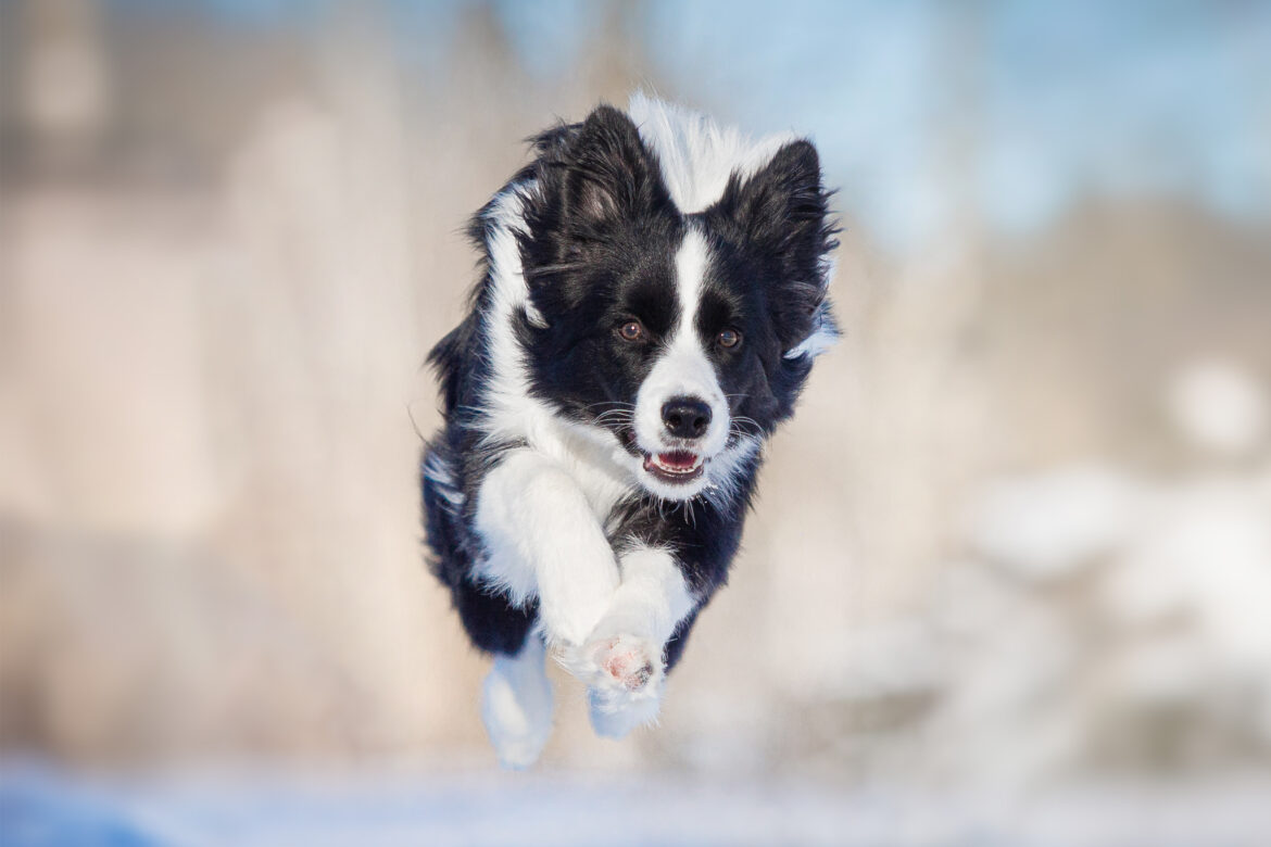 Springende junge Border Collie Hündin vor einer verschneiten Winterlandschaft.