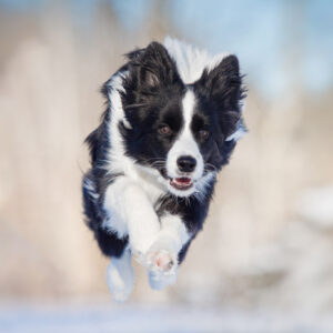 Springende junge Border Collie Hündin vor einer verschneiten Winterlandschaft.