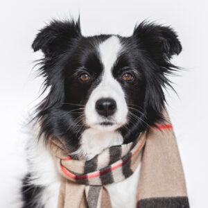 Portraitaufnahme einer Border Collie Hündin mit einem Burberry Schal