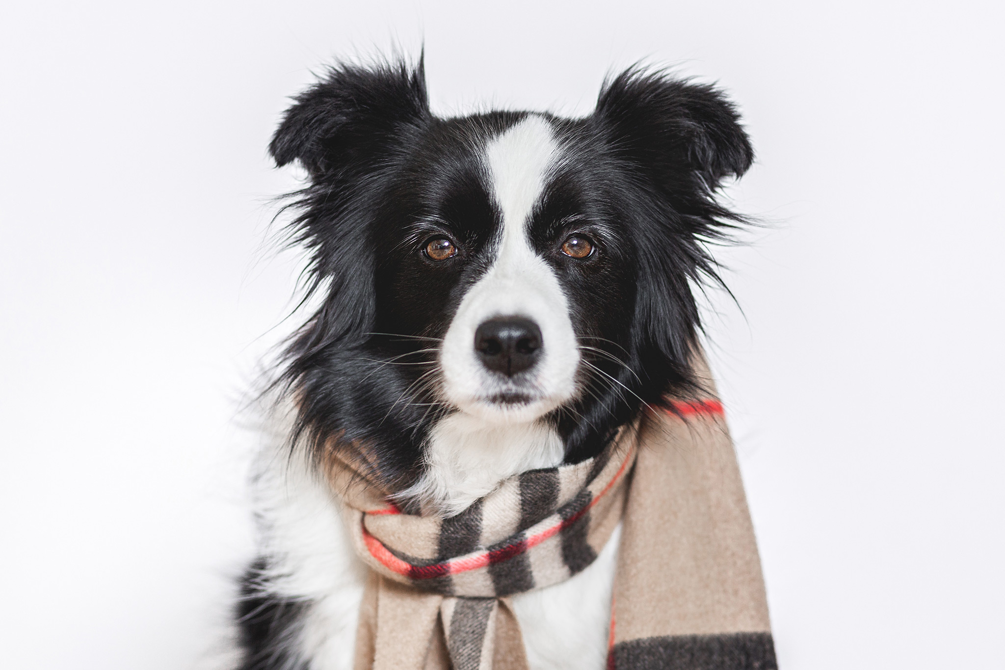 Portraitaufnahme einer Border Collie Hündin mit einem Burberry Schal