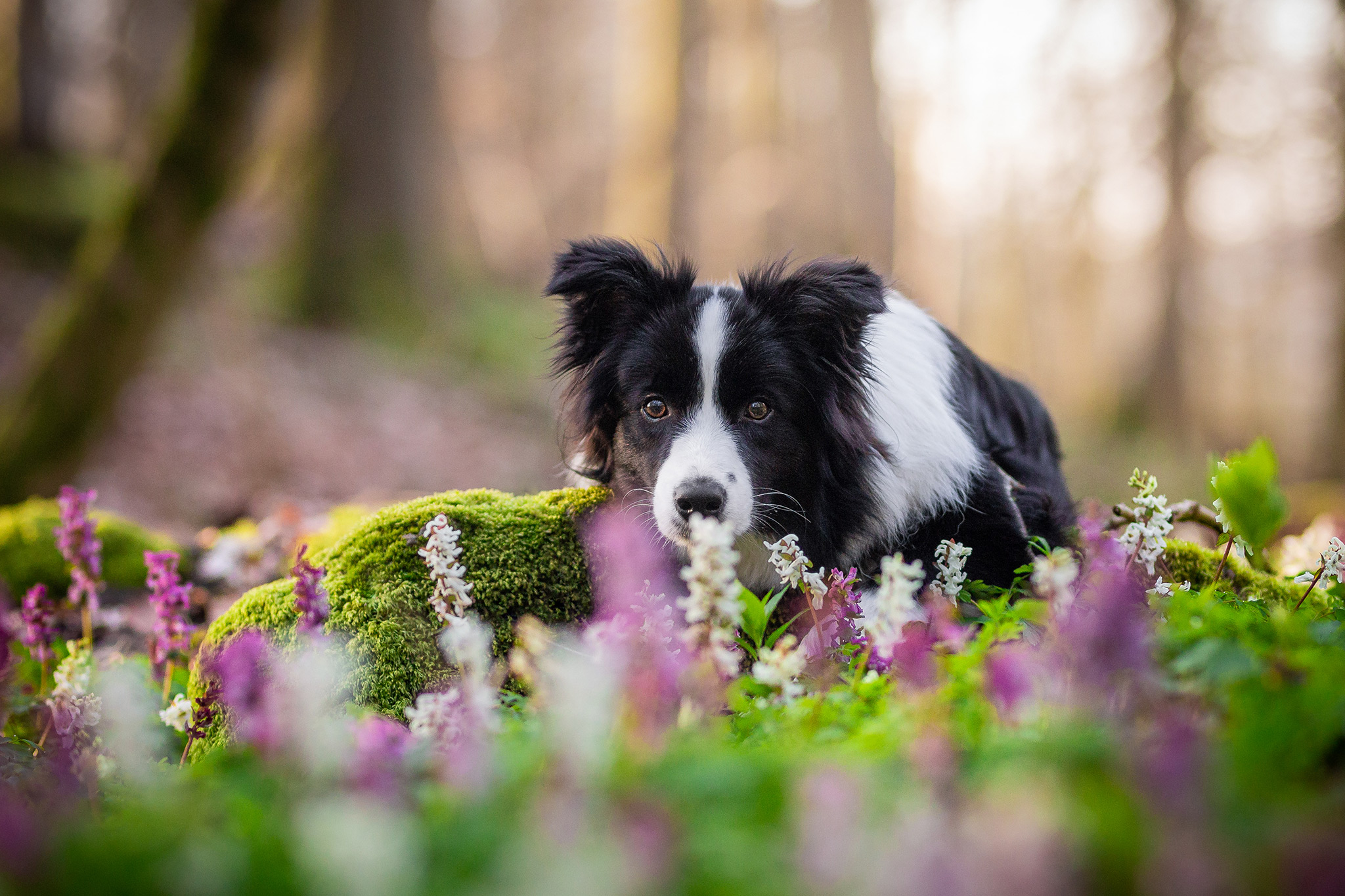 Junge Border Collie Hündin liegt wartend auf einem moosbedeckten Ast umgeben von blühendem Lerchensporn