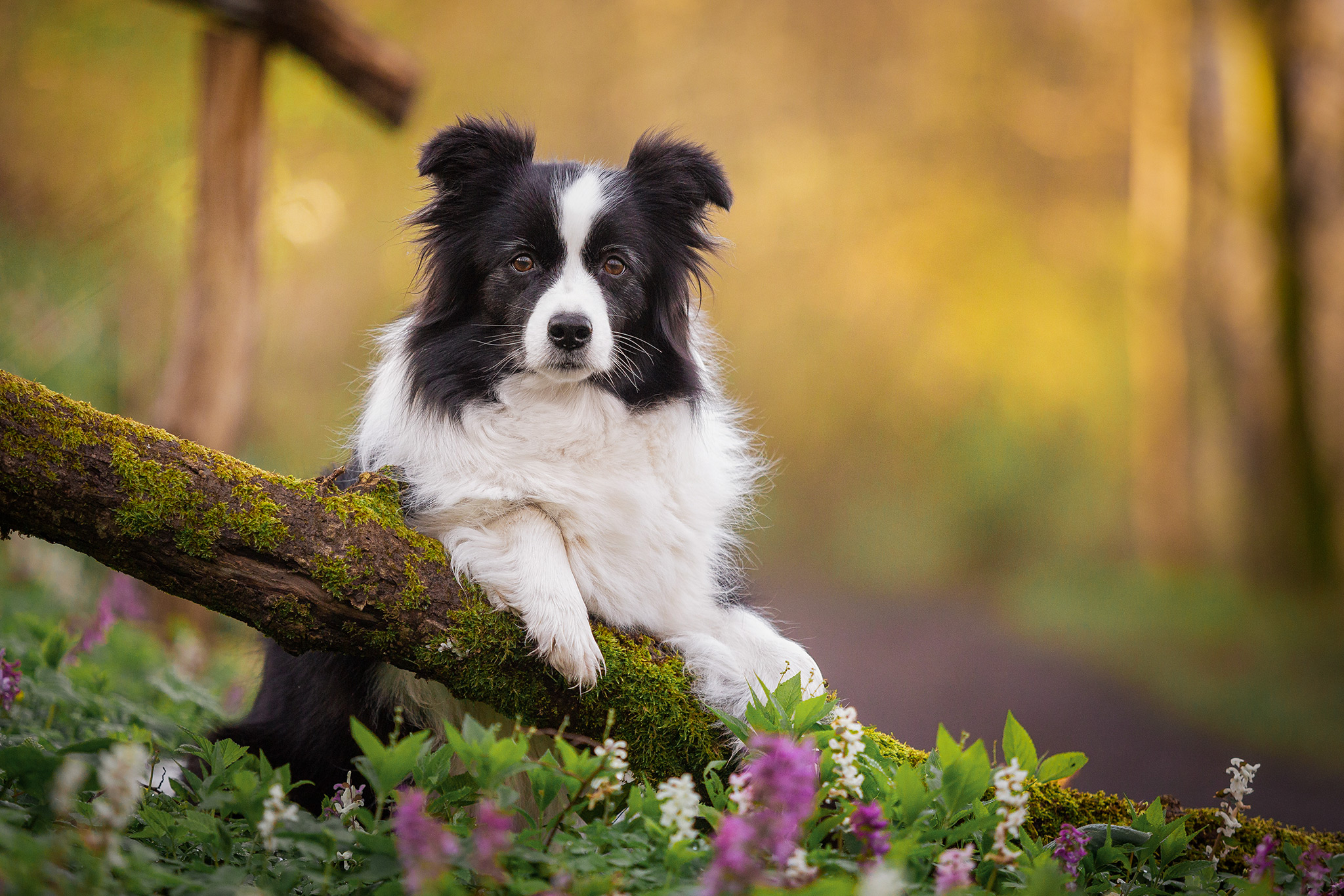 Border Collie Hündin hat die Pfoten auf einen bemoosten Ast abgelegt, der sich über blühenden Lerchensporn erhebt.