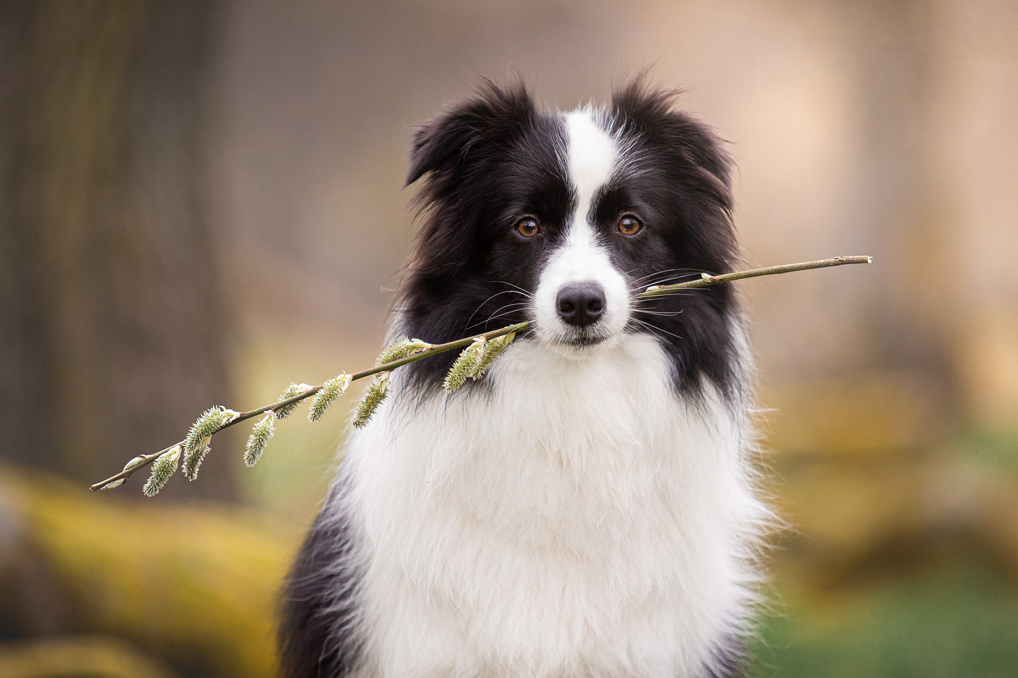 Border Collie Hündin hält einen blühenden Weidenzweig in der Schnauze