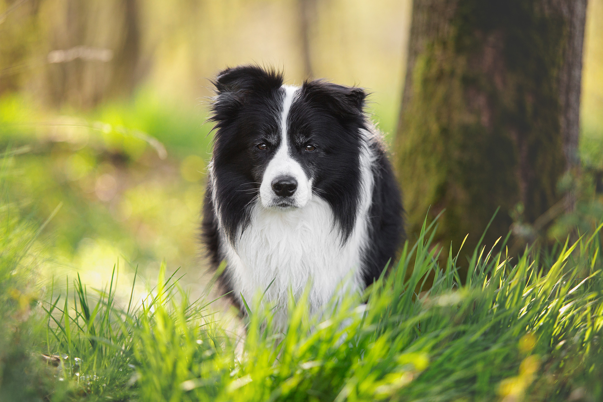 Border Collie Rüde steht im hohen Gras, das satt grün leuchtet