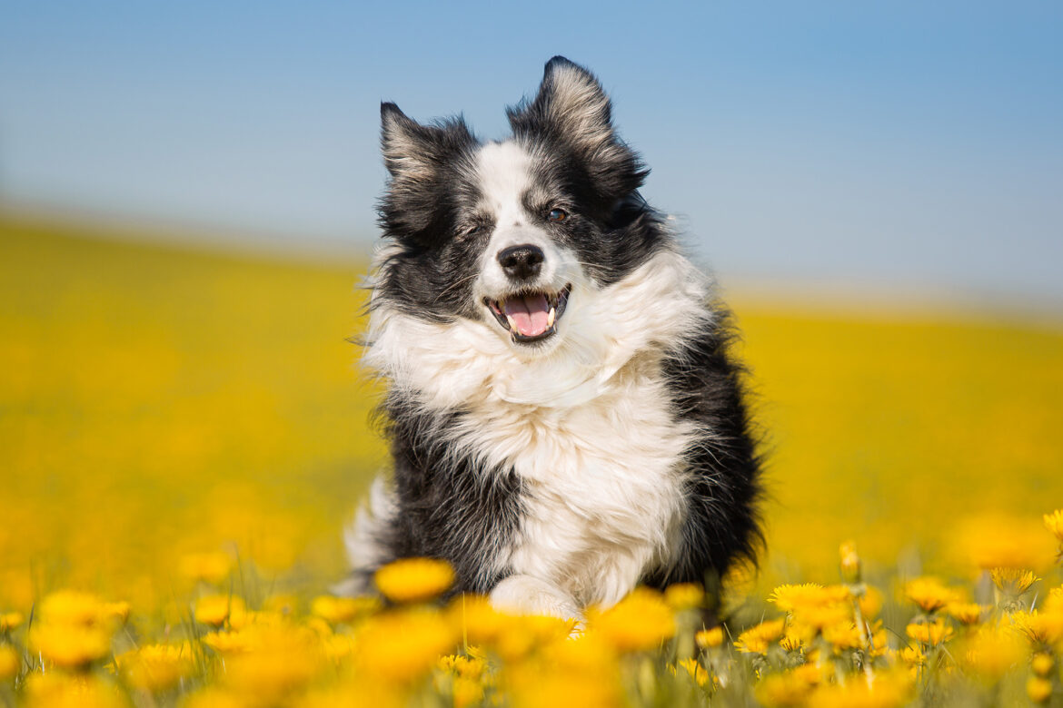 Schwarz-weiße ältere Border Collie Hündin läuft freudig durch ein Feld aus gelbem Löwenzahn