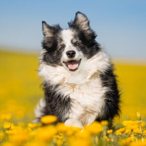 Schwarz-weiße ältere Border Collie Hündin läuft freudig durch ein Feld aus gelbem Löwenzahn