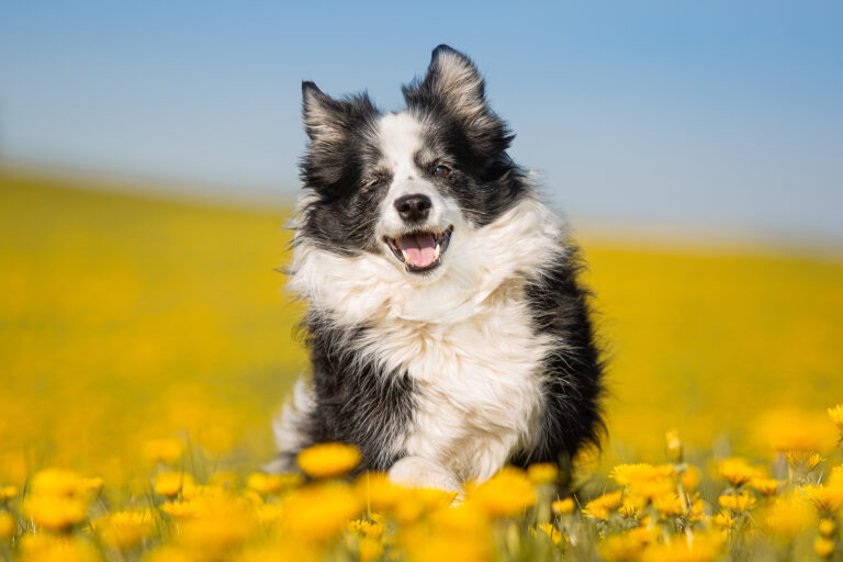 Schwarz-weiße ältere Border Collie Hündin läuft freudig durch ein Feld aus gelbem Löwenzahn