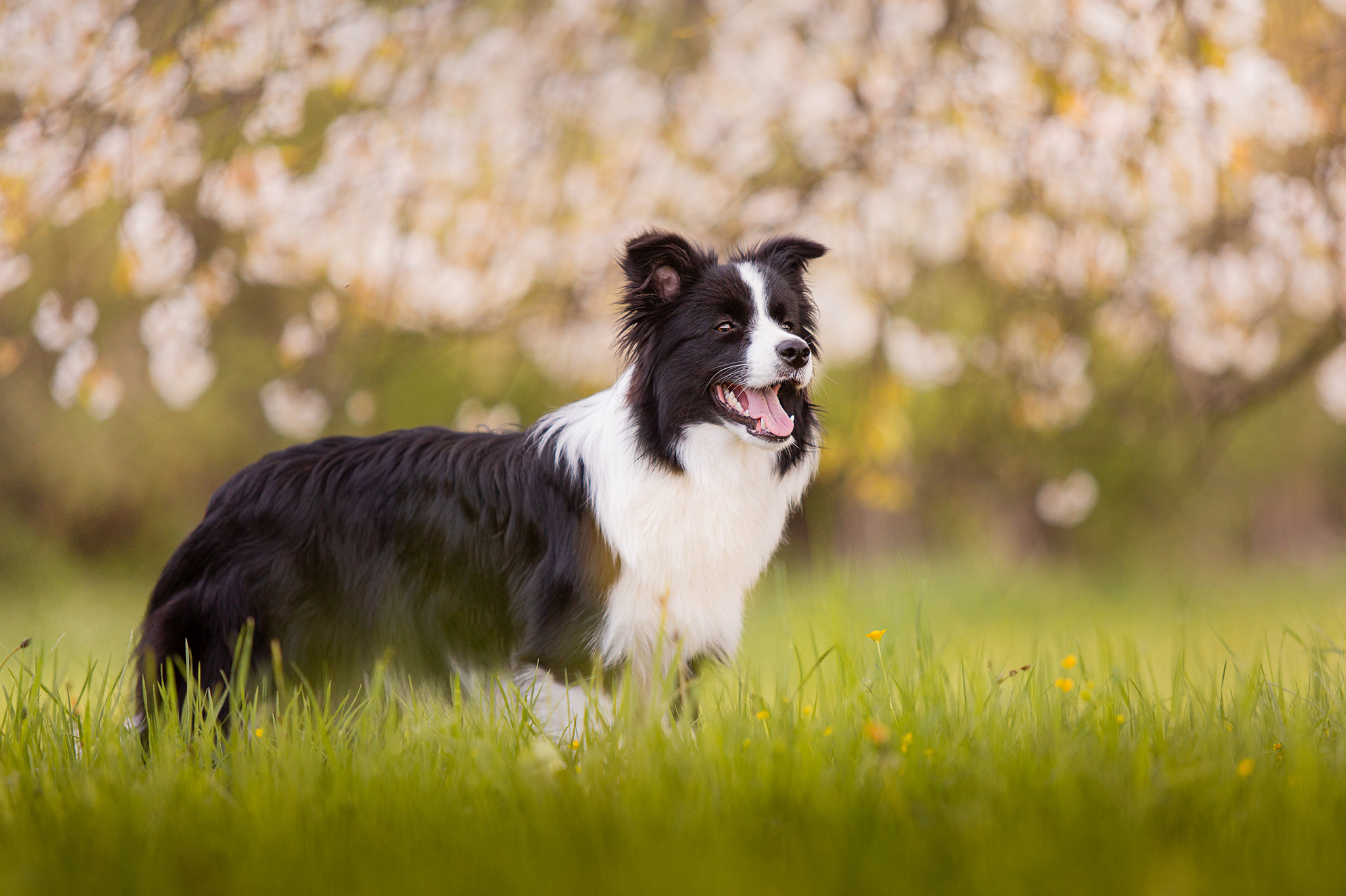 Border Collie Hündin