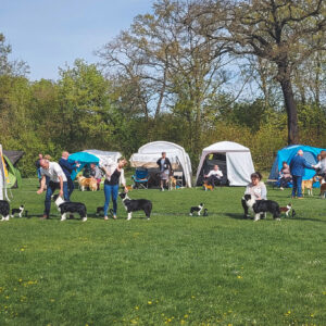 Jugendklasse Hündinnen auf der Clubsieger Ausstellung des Club für britische Hütehunde in Berlin am 1. Mai 2023