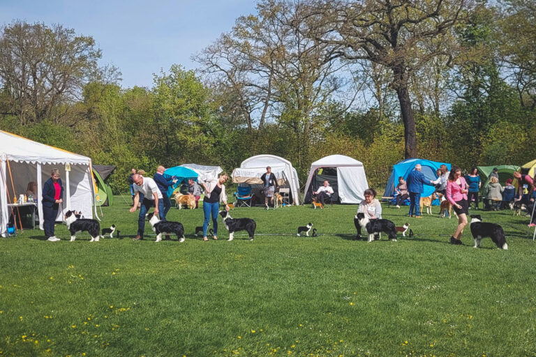 Jugendklasse Hündinnen auf der Clubsieger Ausstellung des Club für britische Hütehunde in Berlin am 1. Mai 2023