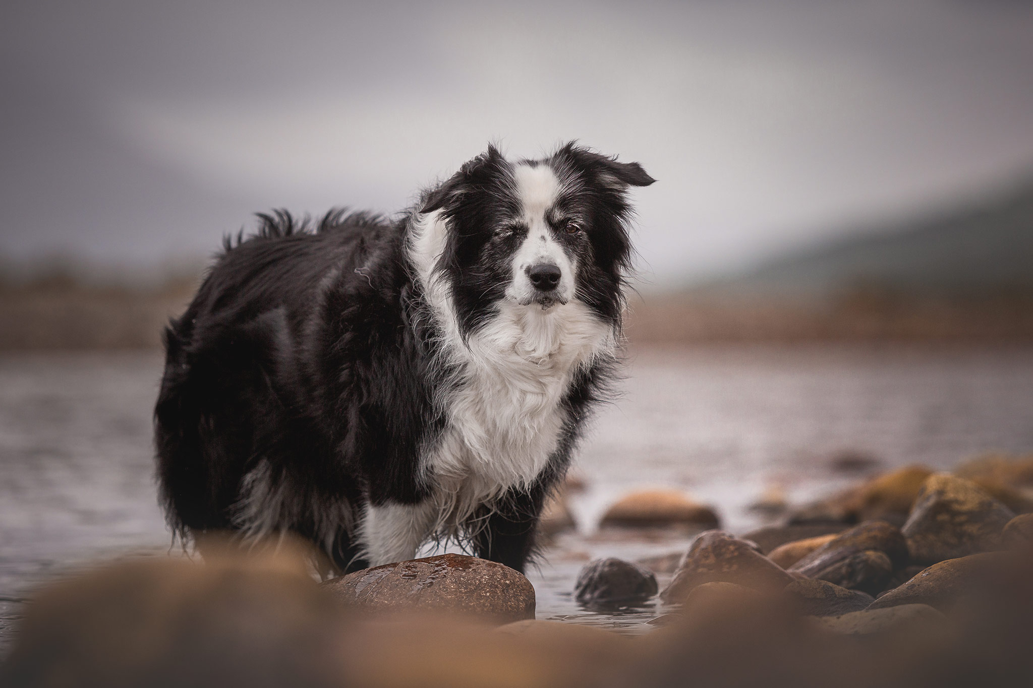 Border Collie in den schottischen Highlands