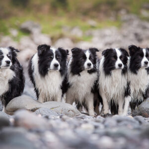 Urlaub mit Hund in Schottland: Fünf Border Collies am Strand der Isle of Bute