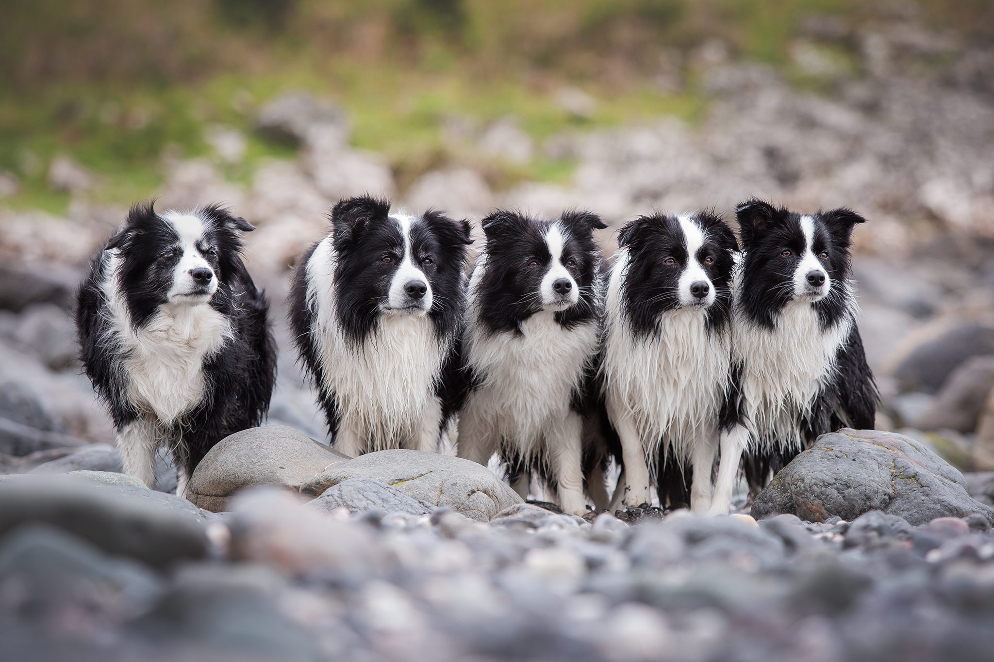Urlaub mit Hund in Schottland: Fünf Border Collies am Strand der Isle of Bute
