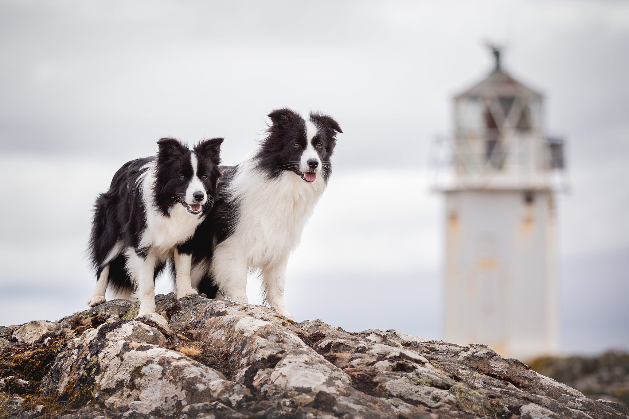 Border Collie in den schottischen Highlands