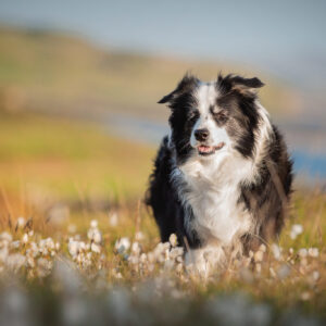 Border Collie Hündin im Wollgrass an der schottischen Küste der Isle of Skye