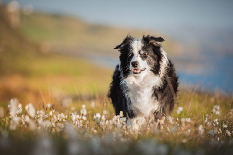 Border Collie Hündin im Wollgrass an der schottischen Küste der Isle of Skye