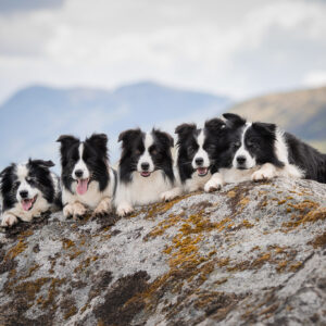 Urlaub mit Hund in Schottland: Fünf Border Collies im Rannoch Moor